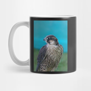 Saker Falcon Mug